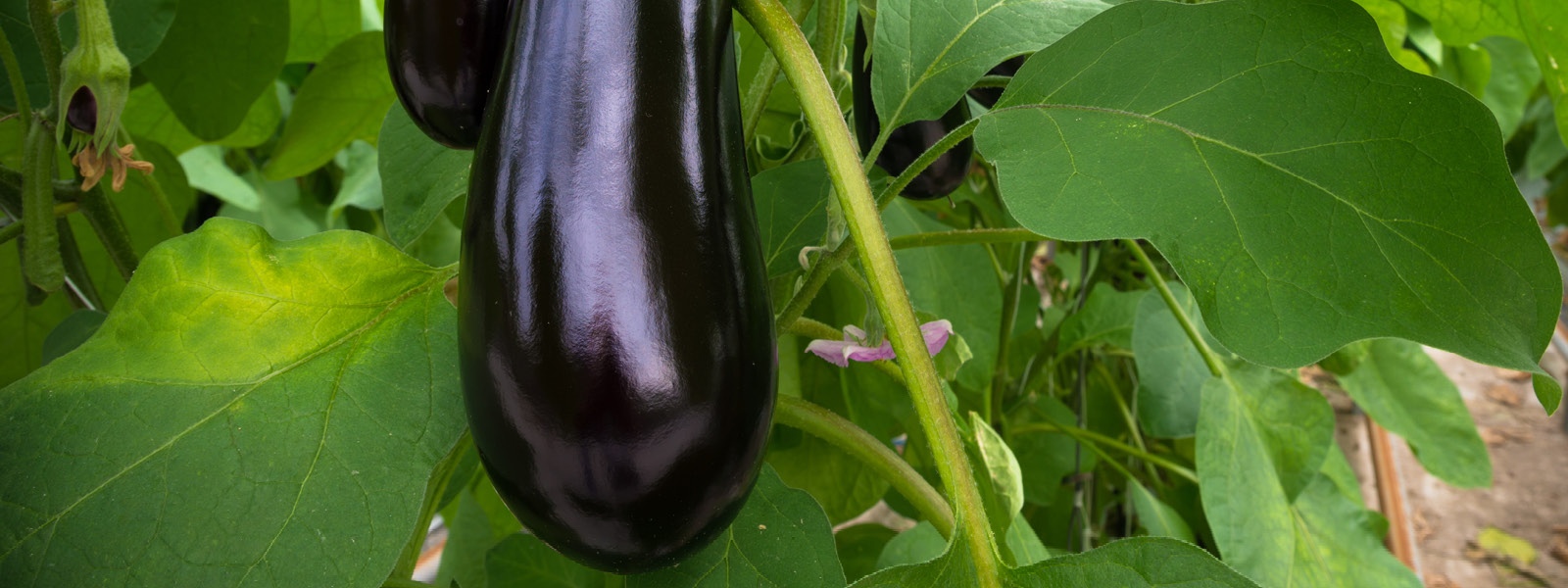 aubergine