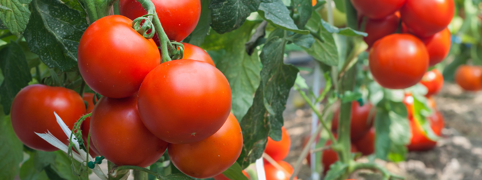 tomate