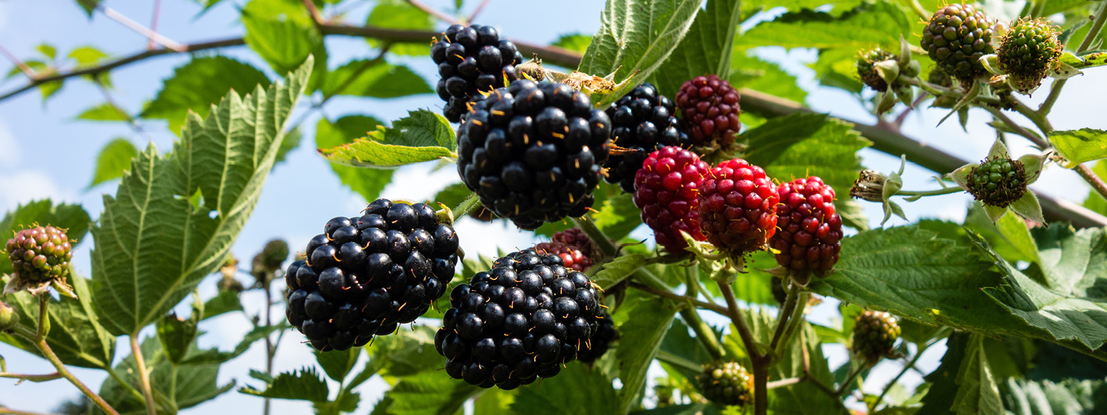brombeere