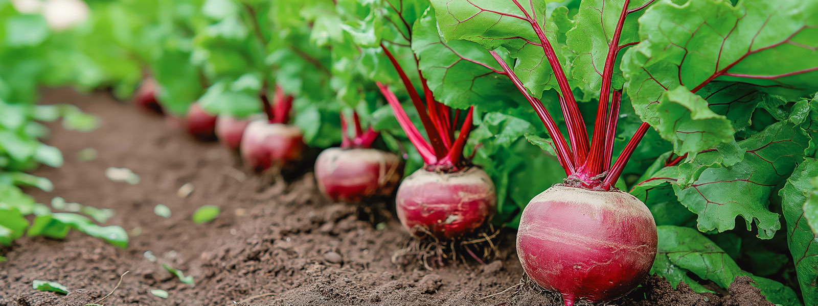 rote_rübe