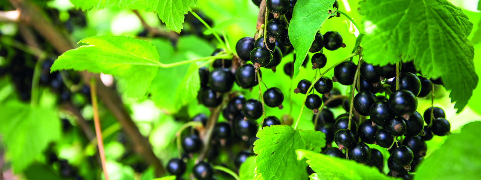 schwarze ribisel_tb